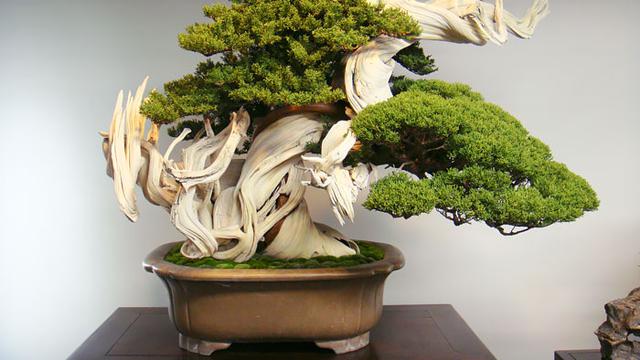 Detail Foto Tanaman Bonsai Nomer 9