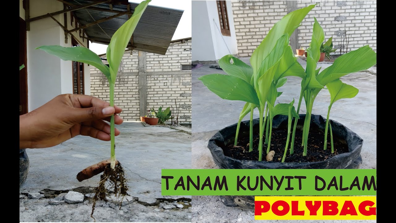 Detail Foto Tanaman Kunyit Nomer 25