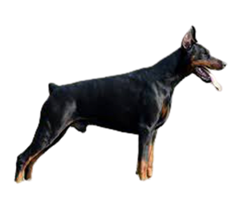 Detail Perro Png Nomer 12