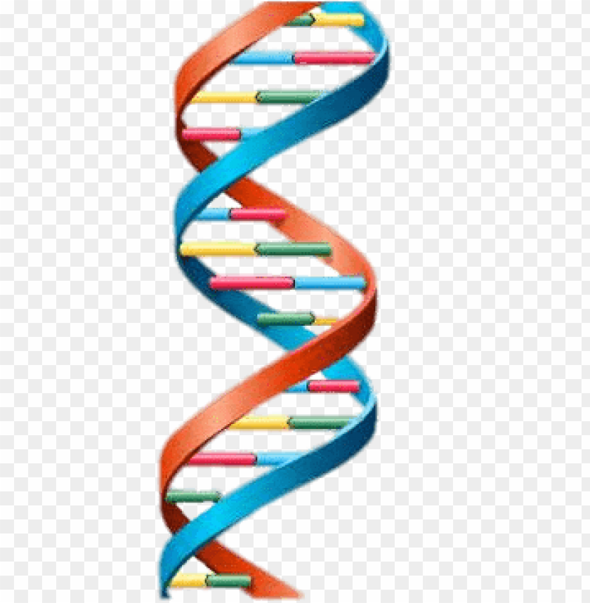 Detail Dna Without Background Nomer 5