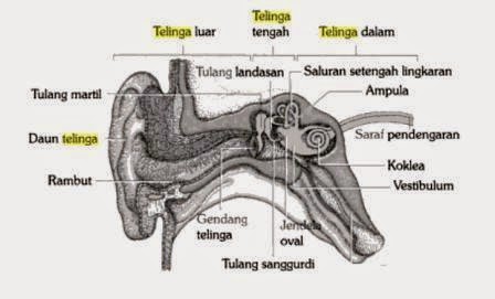 Detail Foto Telinga Bagian Dalam Nomer 26