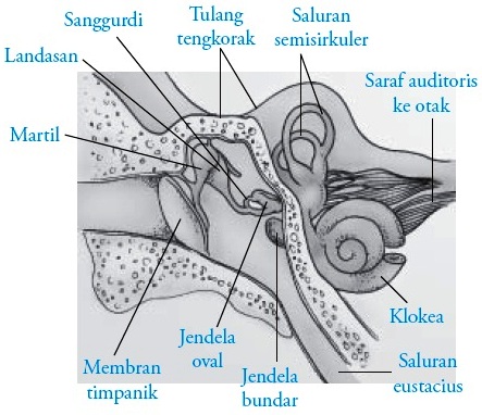 Detail Foto Telinga Bagian Dalam Nomer 46