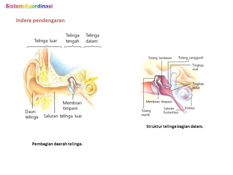 Detail Foto Telinga Bagian Dalam Nomer 52