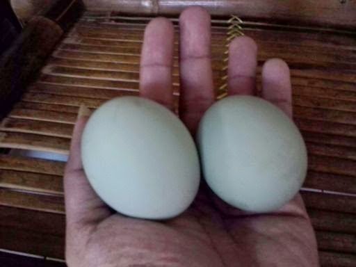 Detail Foto Telur Asin Bebek Nomer 46