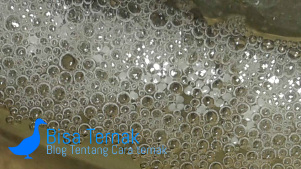 Detail Foto Telur Ikan Cupang Nomer 24