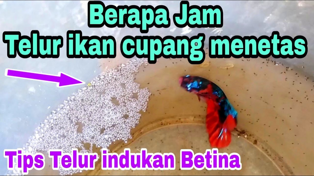 Detail Foto Telur Ikan Cupang Nomer 9