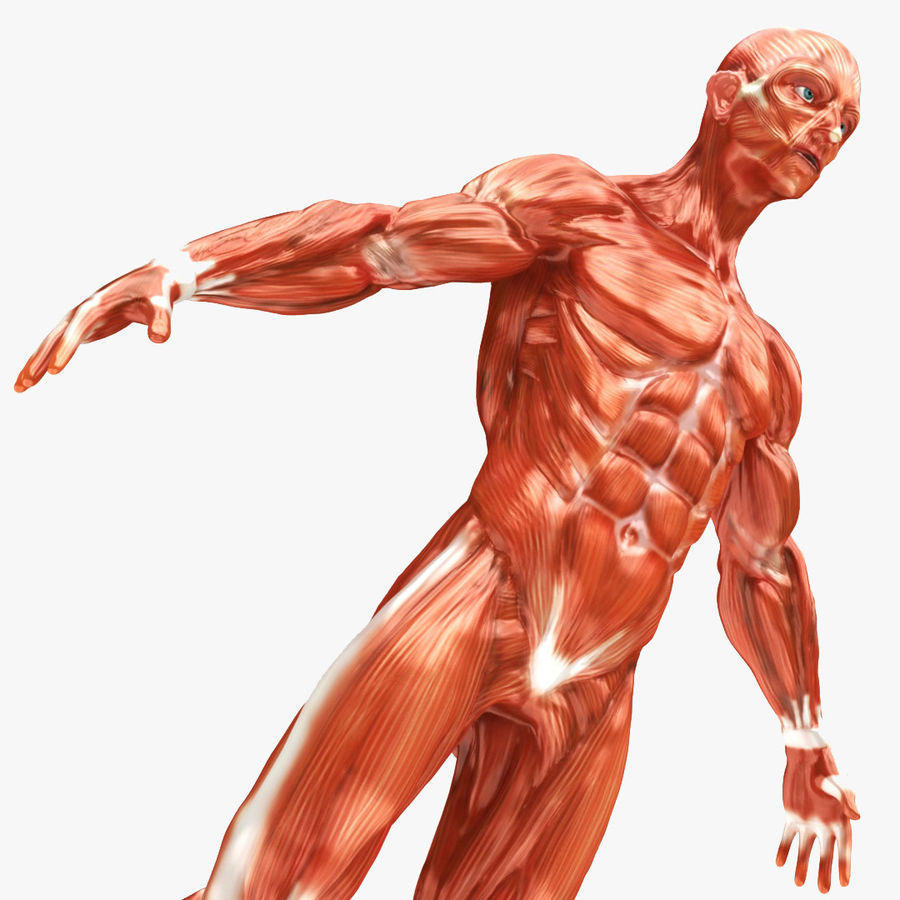 Anatomie Mensch 3d - KibrisPDR
