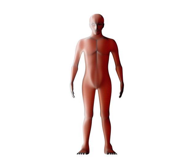 Detail Anatomie Mensch 3d Nomer 9