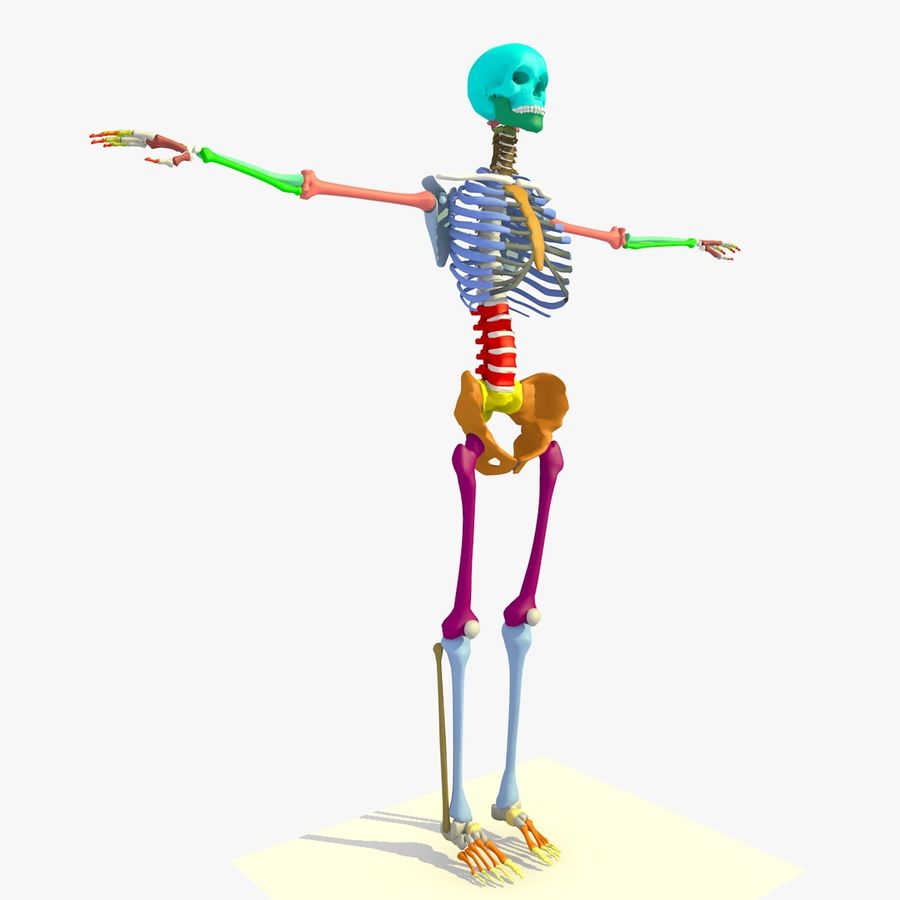 Detail Anatomie Mensch 3d Nomer 10