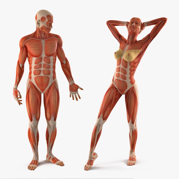 Detail Anatomie Mensch 3d Nomer 11