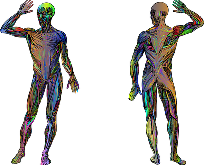 Detail Anatomie Mensch 3d Nomer 12