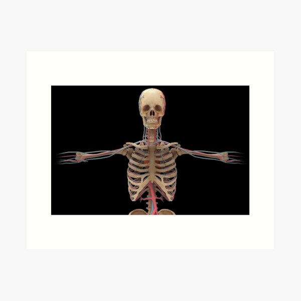 Detail Anatomie Mensch 3d Nomer 14