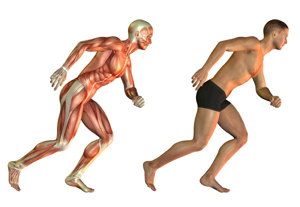 Detail Anatomie Mensch 3d Nomer 15
