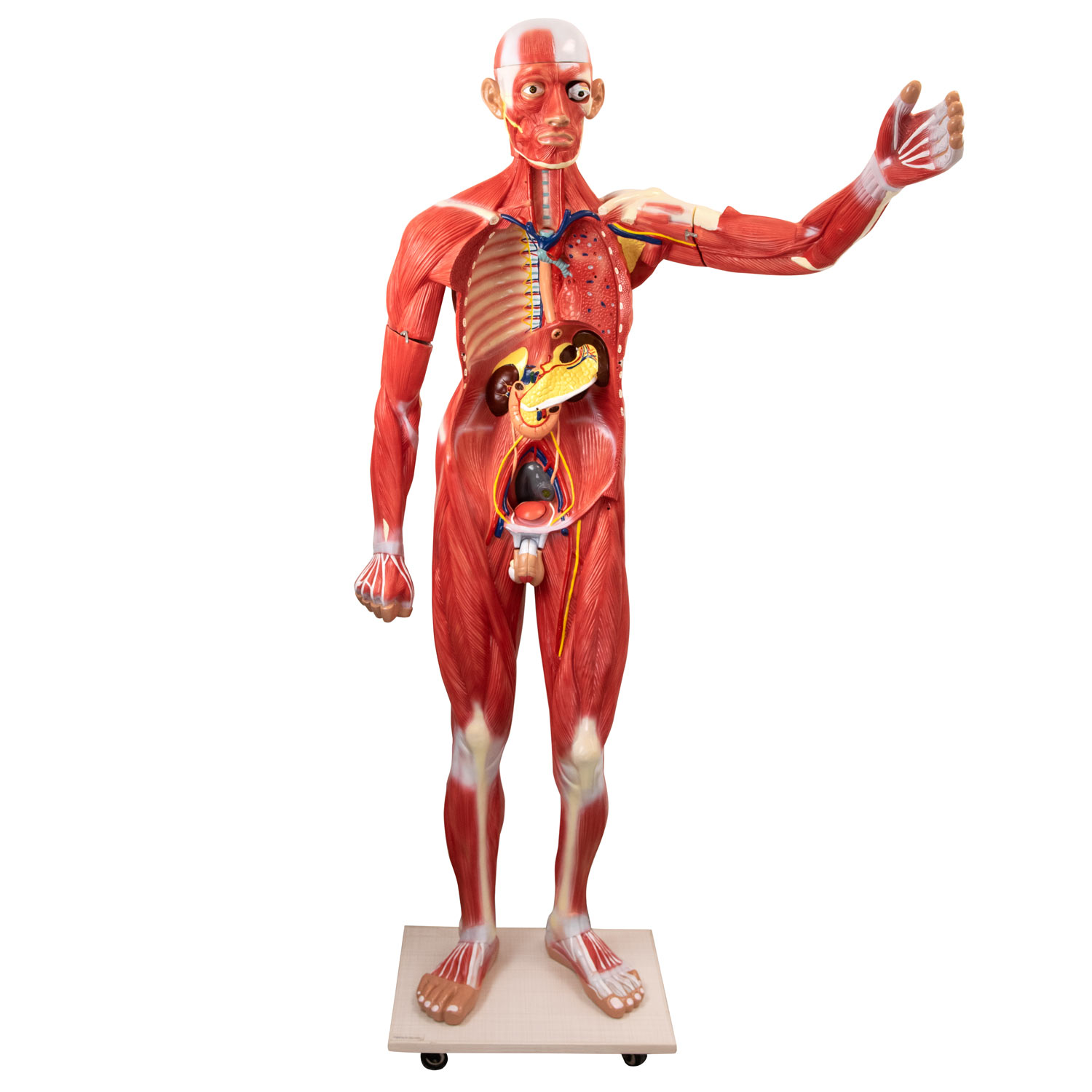 Detail Anatomie Mensch 3d Nomer 16