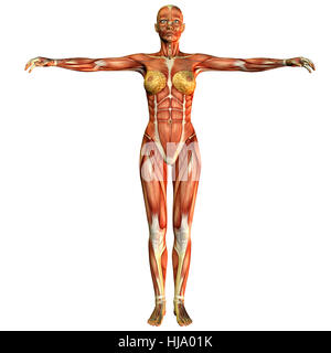 Detail Anatomie Mensch 3d Nomer 17