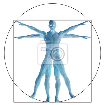 Detail Anatomie Mensch 3d Nomer 18