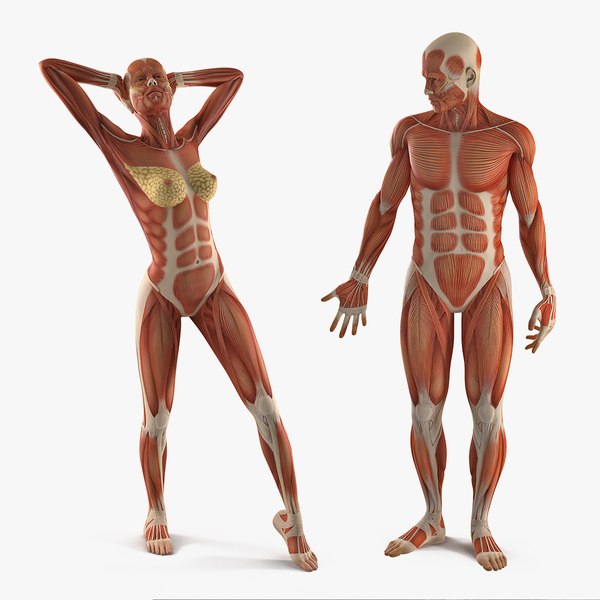 Detail Anatomie Mensch 3d Nomer 2