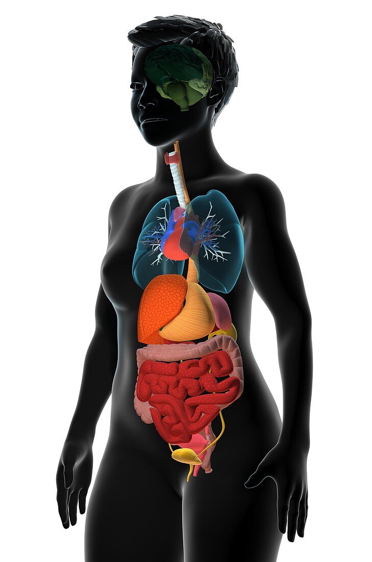 Detail Anatomie Mensch 3d Nomer 19