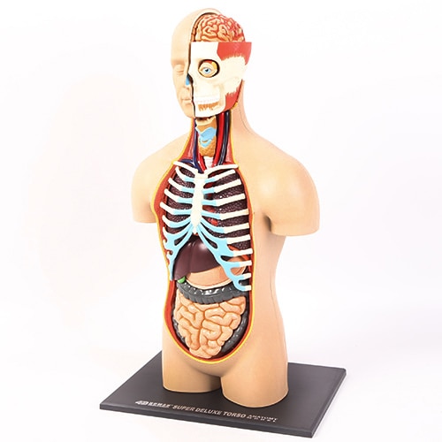 Detail Anatomie Mensch 3d Nomer 20