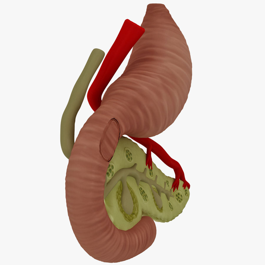 Detail Anatomie Mensch 3d Nomer 22
