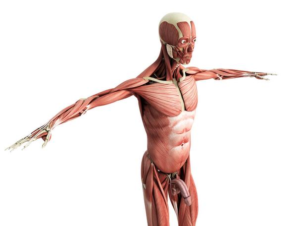 Detail Anatomie Mensch 3d Nomer 23