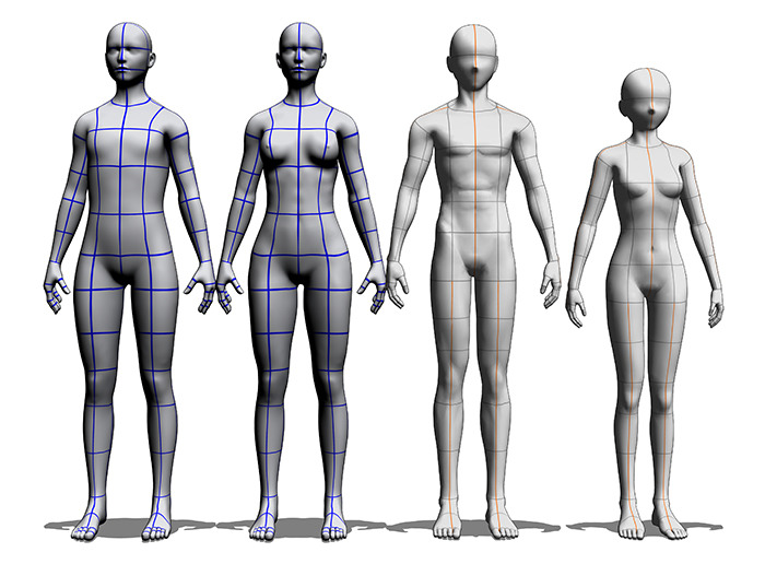 Detail Anatomie Mensch 3d Nomer 24