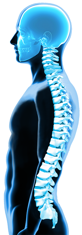 Detail Anatomie Mensch 3d Nomer 26