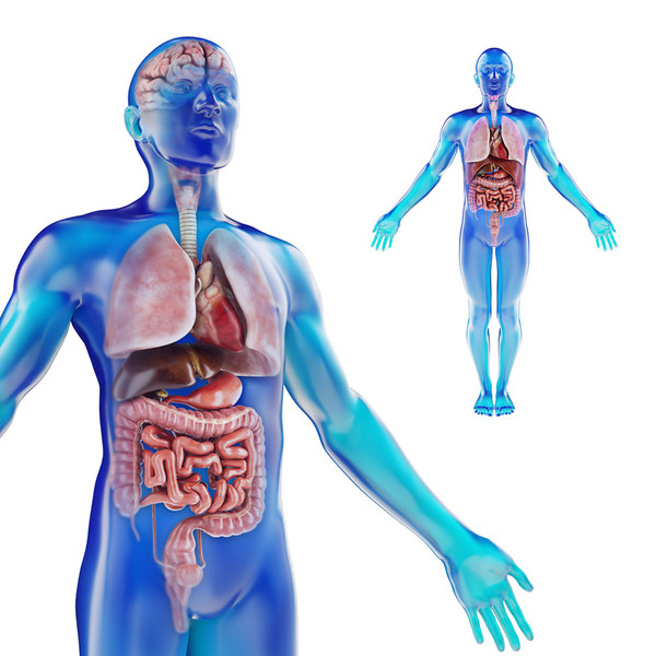 Detail Anatomie Mensch 3d Nomer 4