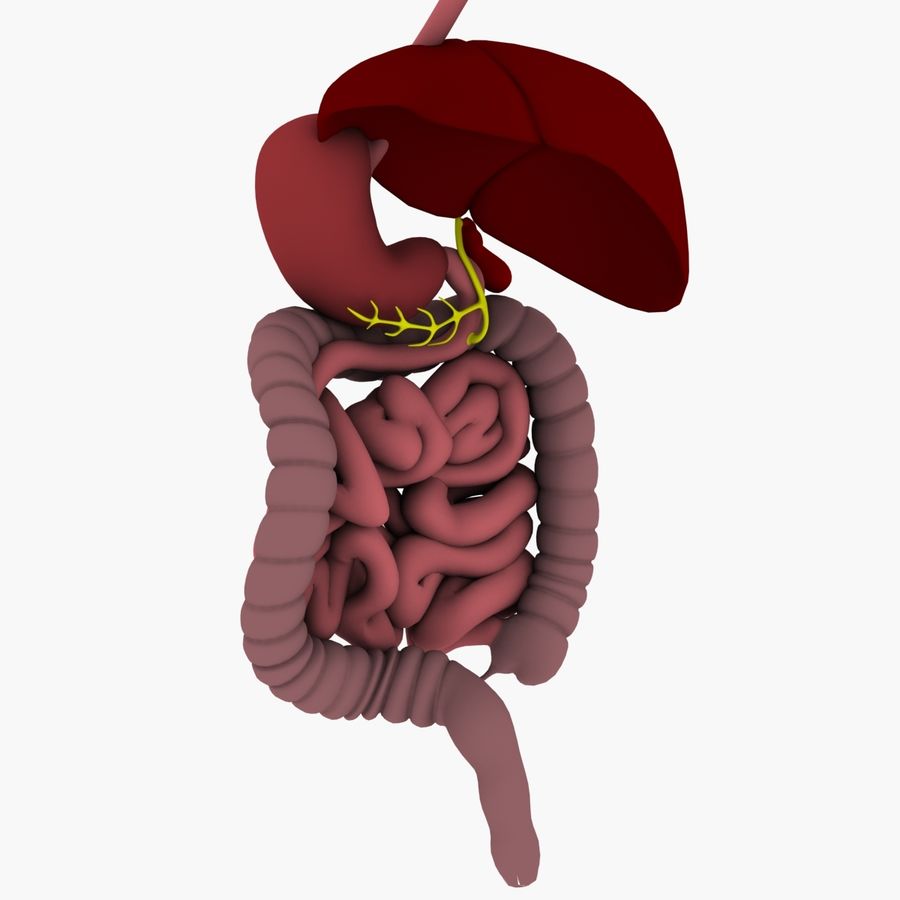 Detail Anatomie Mensch 3d Nomer 5