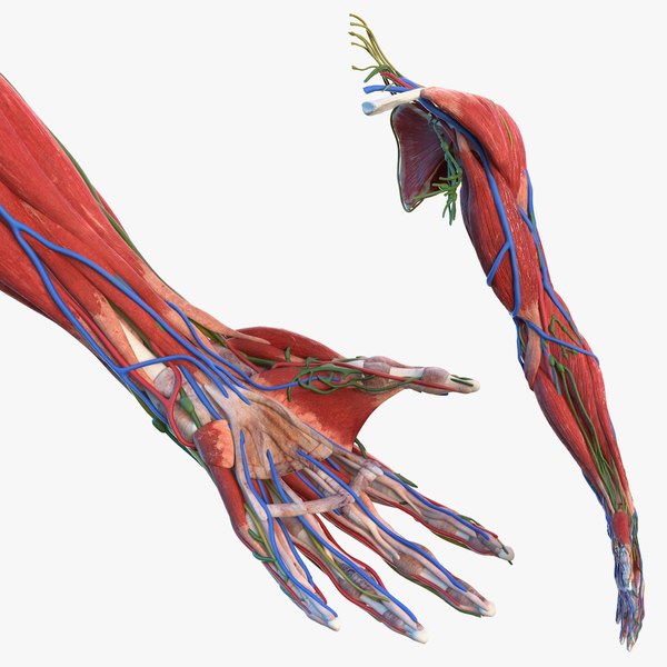 Detail Anatomie Mensch 3d Nomer 7