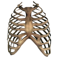 Detail Bones Png Nomer 43