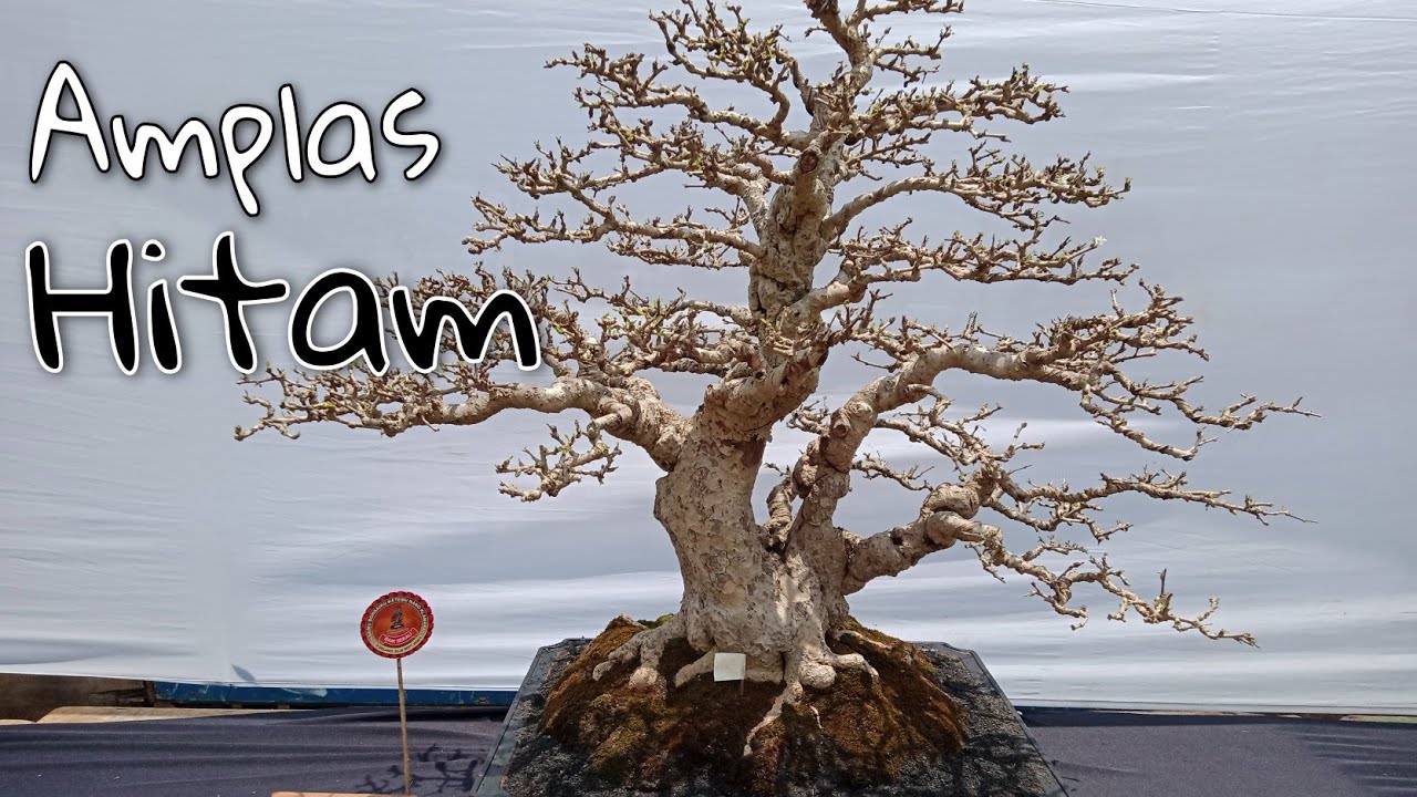 Detail Bonsai Amplas Terbaik Nomer 13