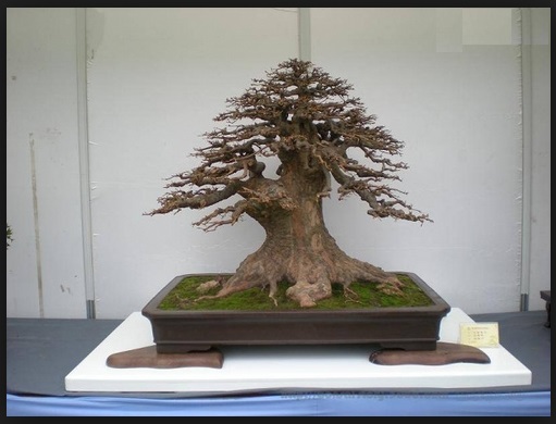 Detail Bonsai Amplas Terbaik Nomer 34