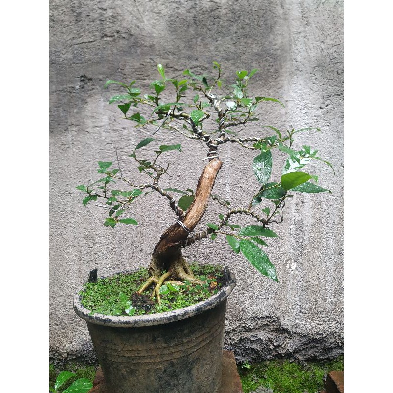 Detail Bonsai Amplas Terbaik Nomer 38