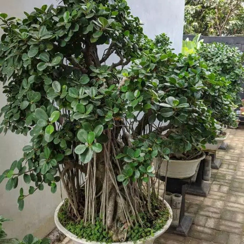 Detail Bonsai Amplas Terbaik Nomer 48