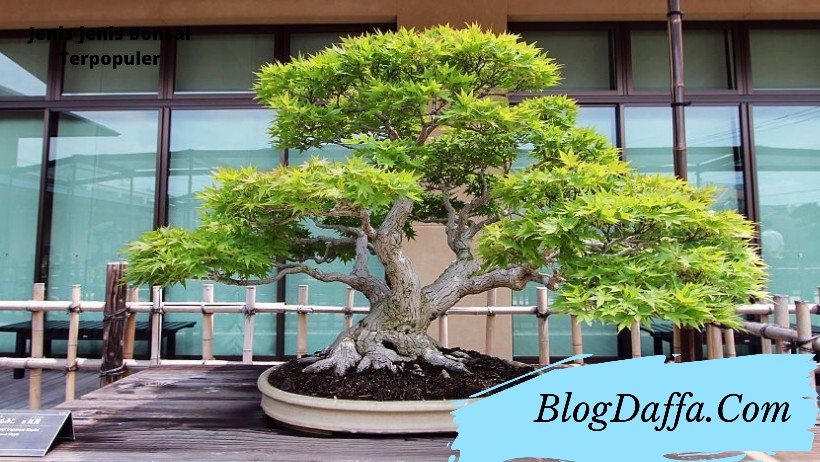 Detail Bonsai Amplas Terbaik Nomer 51