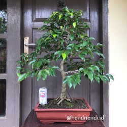 Detail Bonsai Amplas Terbaik Nomer 54