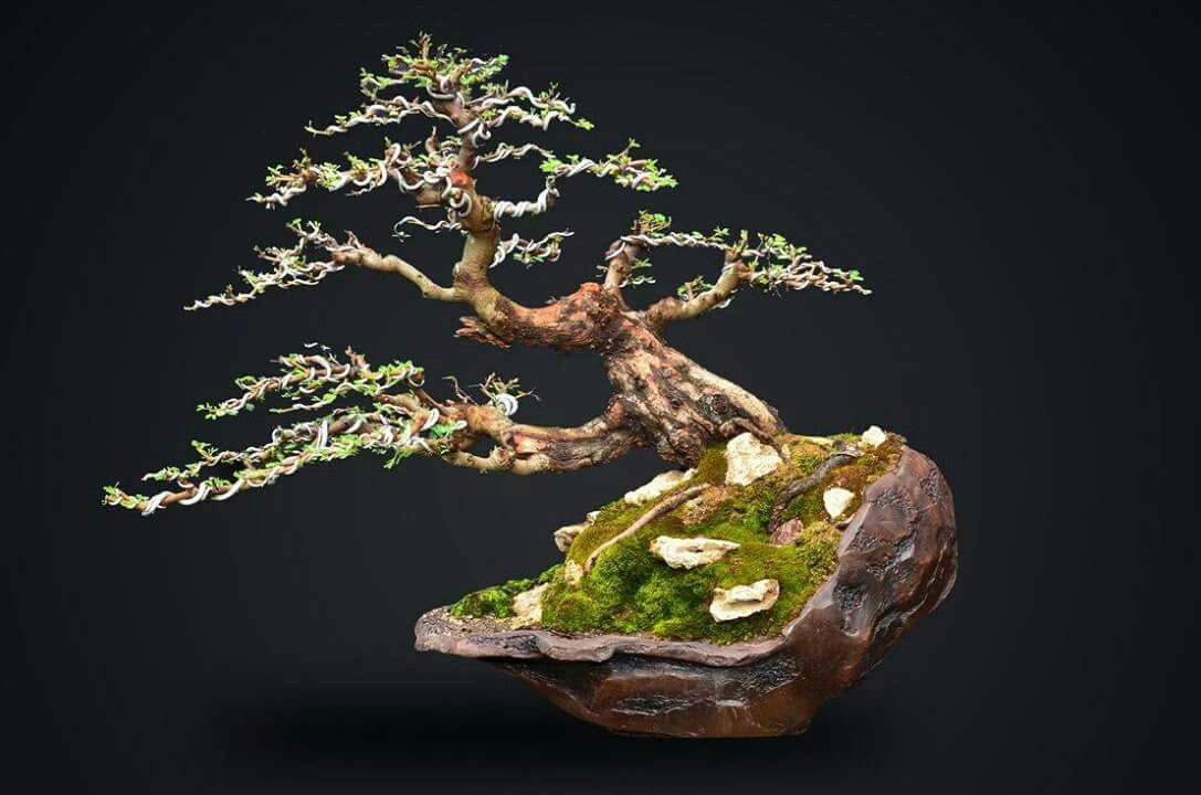 Detail Bonsai Arabika Hitam Nomer 3