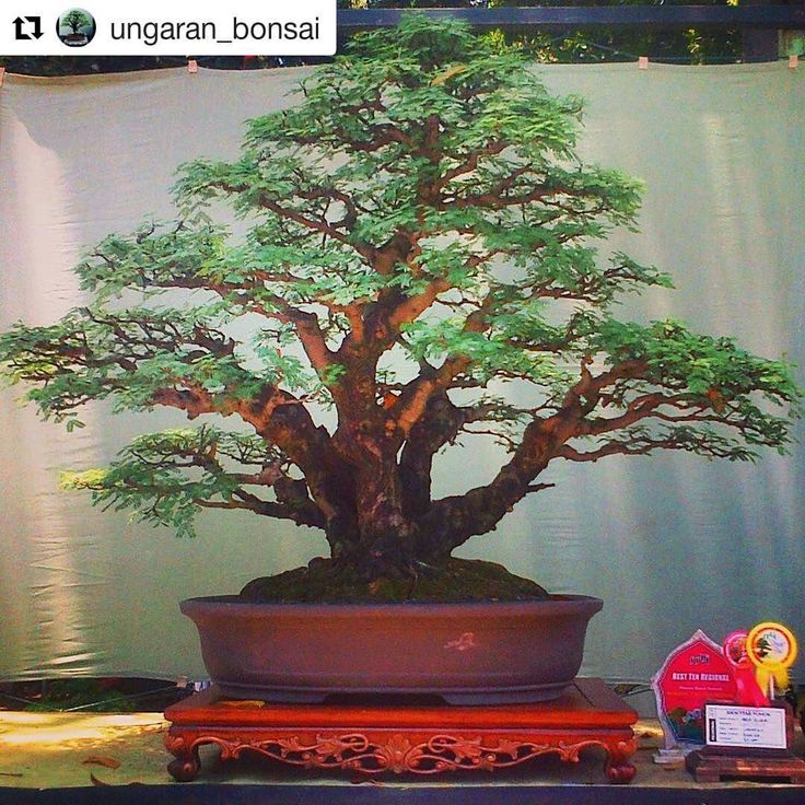 Detail Bonsai Arabika Hitam Nomer 20