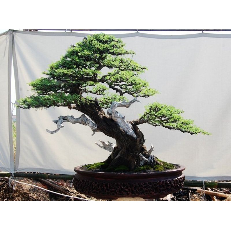 Detail Bonsai Arabika Hitam Nomer 23