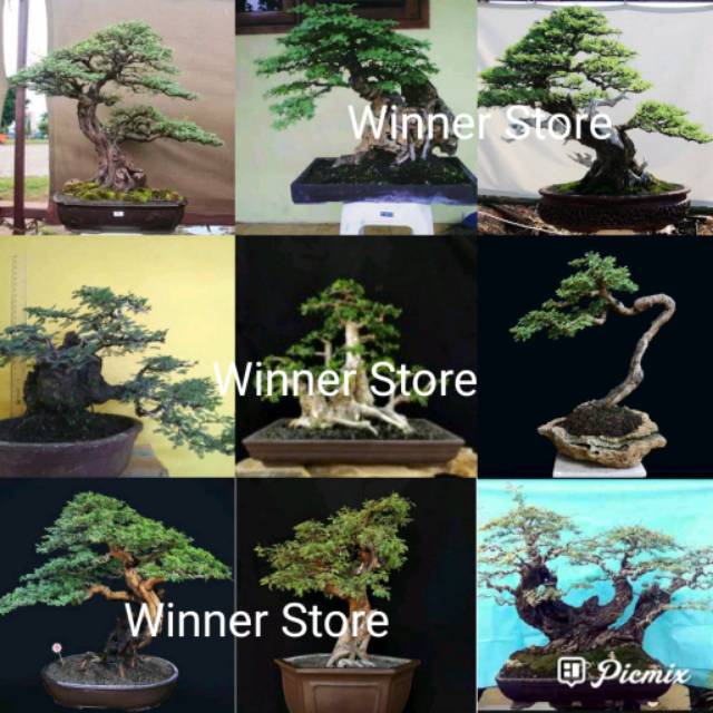 Detail Bonsai Arabika Hitam Nomer 25