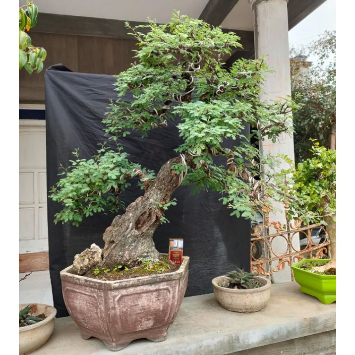 Detail Bonsai Arabika Hitam Nomer 28