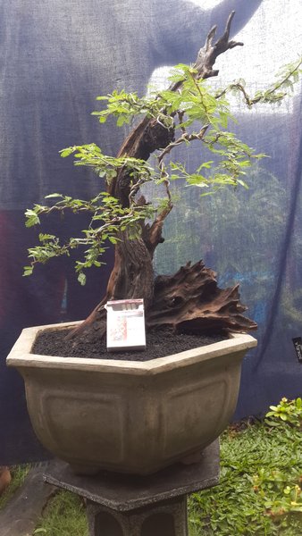 Detail Bonsai Arabika Hitam Nomer 47