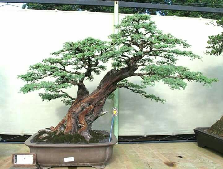 Detail Bonsai Arabika Hitam Nomer 55