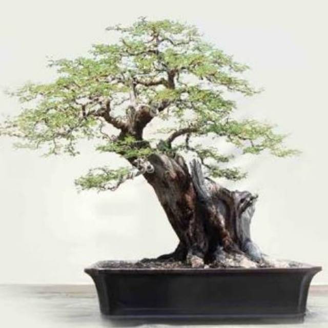 Detail Bonsai Arabika Hitam Nomer 7