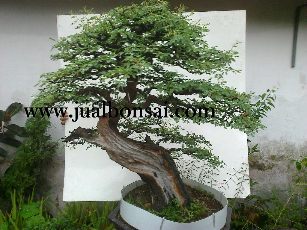 Detail Bonsai Arabika Hitam Nomer 9