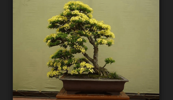 Detail Bonsai Asoka Juara Nomer 11