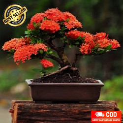 Detail Bonsai Asoka Juara Nomer 12