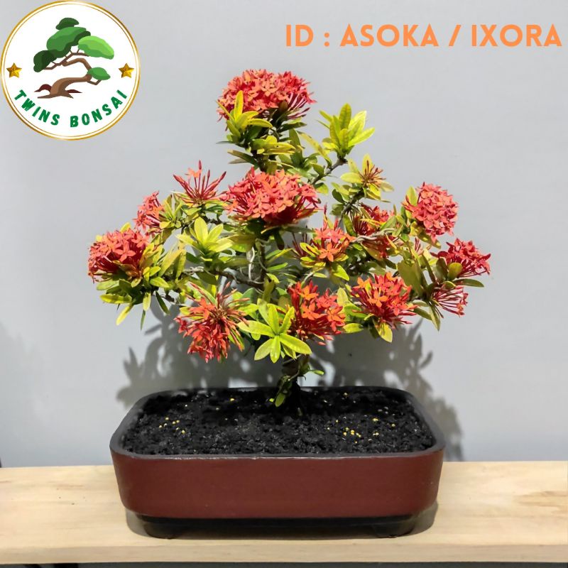 Detail Bonsai Asoka Juara Nomer 13