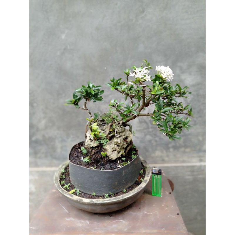 Detail Bonsai Asoka Juara Nomer 16